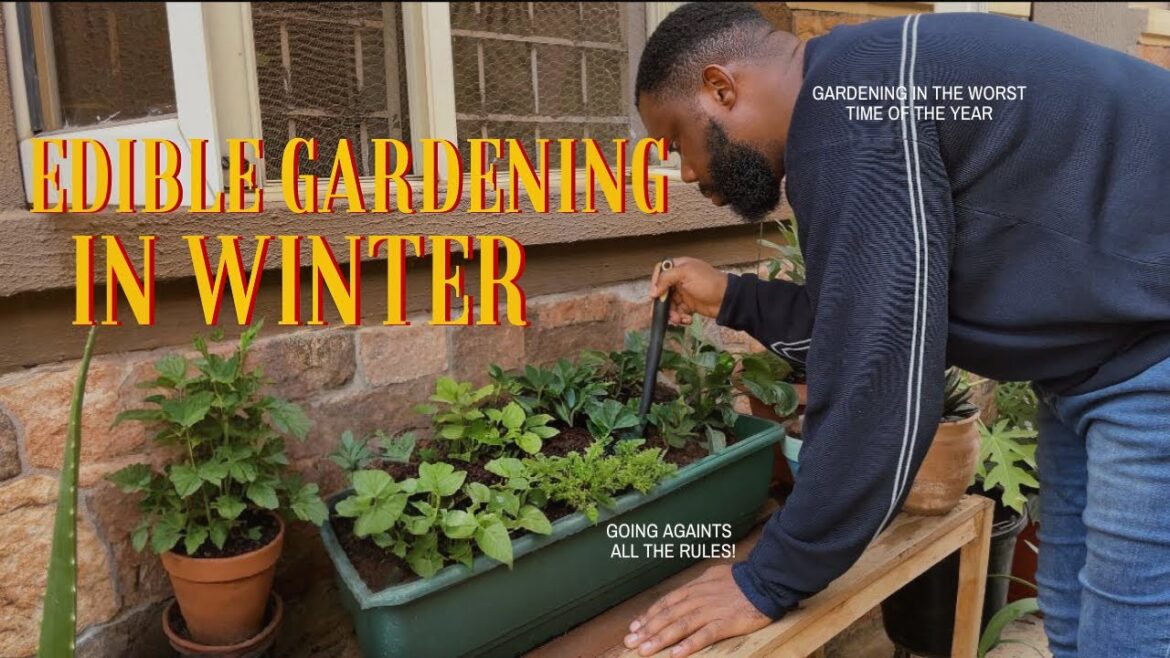 Starting a Vegetable Container Garden in the Middle of Winter! Wish me luck !!