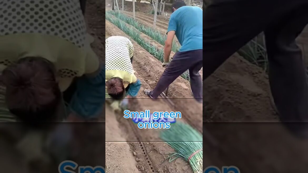 Whether you grow or not, you should know some basic vegetable gardening techniques and timing. Whether you grow or not, you should know some basic vegetable gardening techniques and timing.