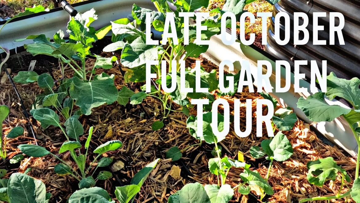 Autumn Garden Tour: A Walk Through October's Beauty