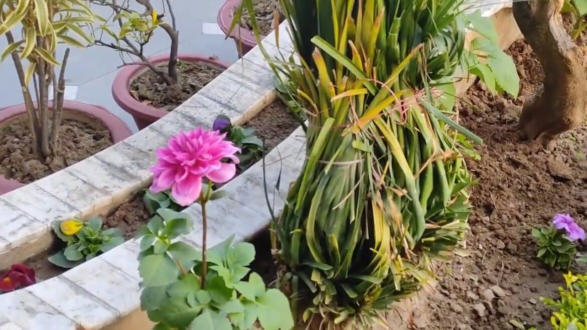 Jammu & Kashmir Mein Gardening Ka Complete Guide | Best Tips for Growing Plants in Cold Climate"**