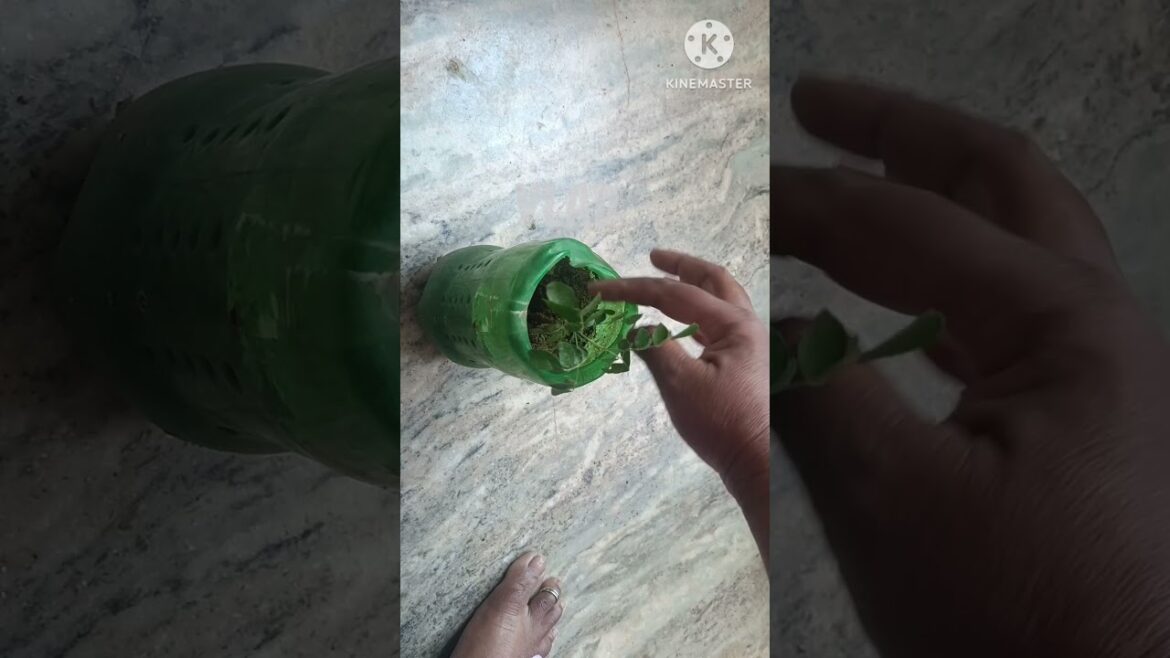 How to grow curryleaf plant ? 🌿 #shortsfeed #youtubeshorts #shorts #viral #trending #gardening How to grow curryleaf plant ? 🌿 #shortsfeed #youtubeshorts #shorts #viral #trending #gardening