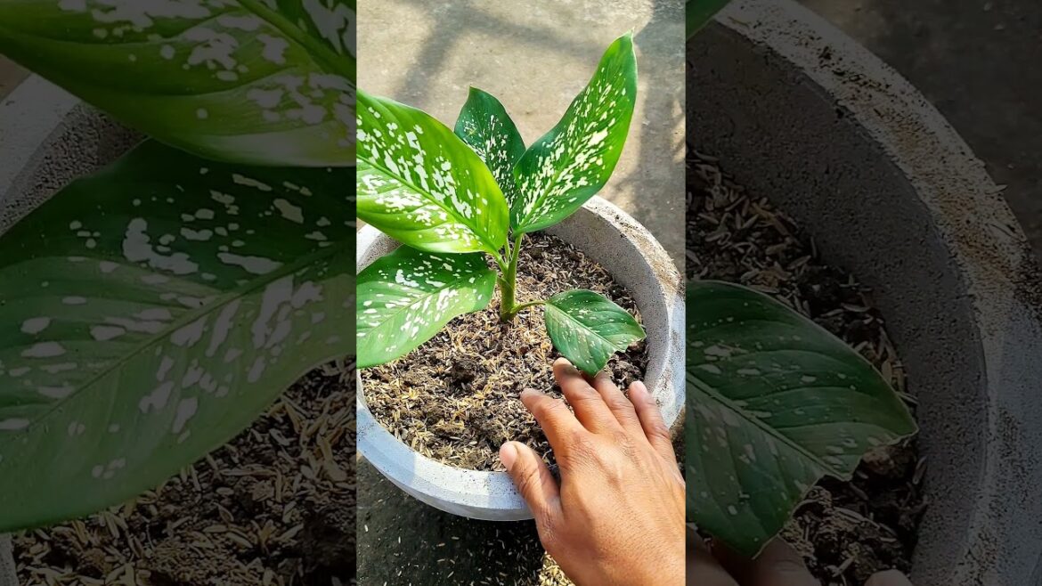 Tips For Difenbechia | How To Care Difenbechia #shortvideos #shorts #garden #gardening Tips For Difenbechia | How To Care Difenbechia #shortvideos #shorts #garden #gardening