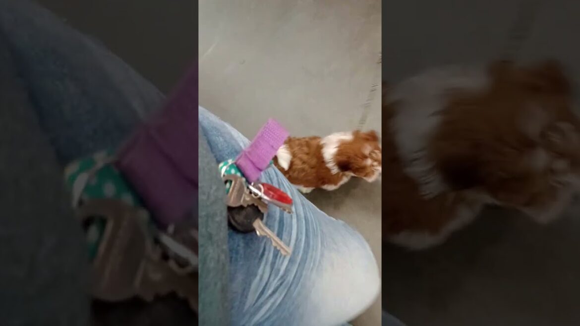 Honor Heaven's Rose Garden training in Tractor supply