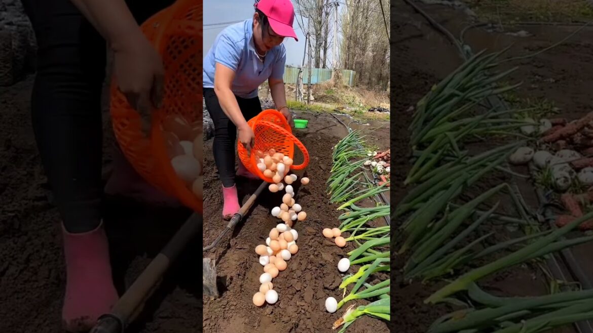 Why is She Laying The Eggs at The Base of The Onion 🧅 🧅 Plant | Agriculture Teachnique #shorts