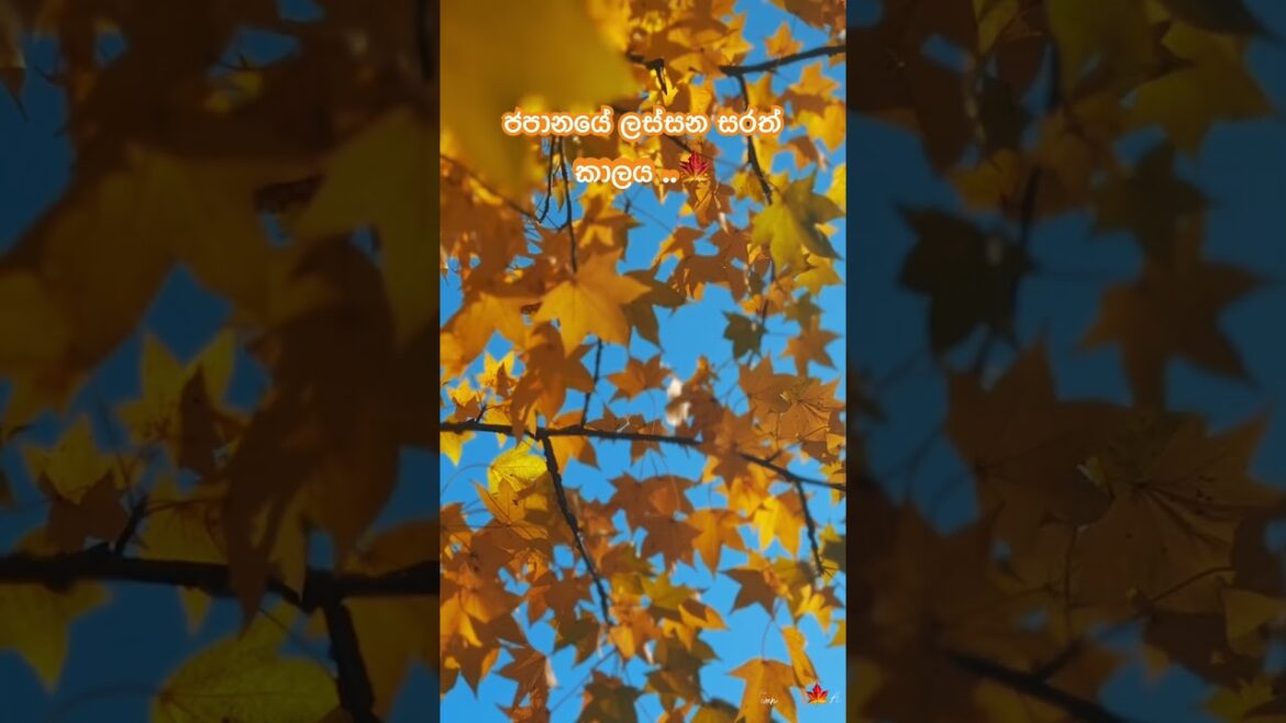 #lifeinjapan #japanesegarden #adayinmylife #autumn #japantravelvlog #travel #autumninjapan