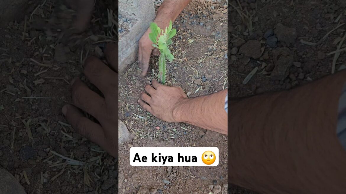 Home garden plant #homegarden #agricultural #farming #farmer #kishan #garden #gardening Home garden plant #homegarden #agricultural #farming #farmer #kishan #garden #gardening