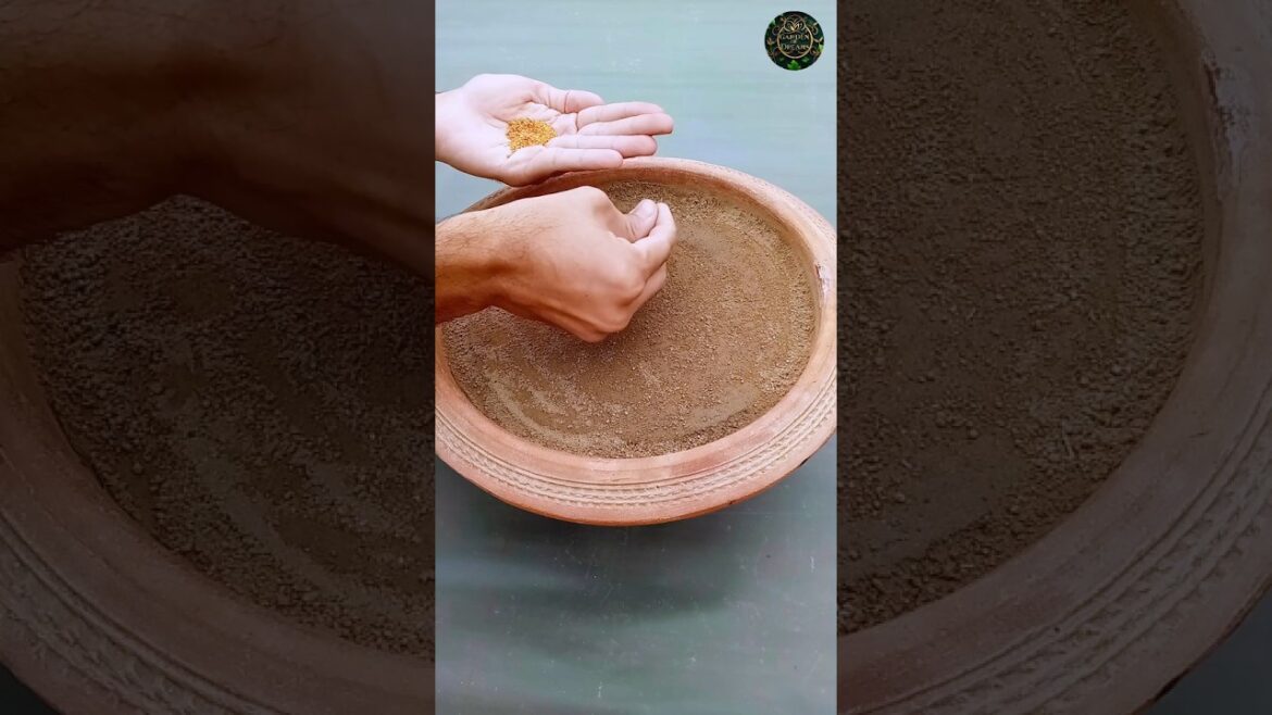 How to Grow Fenugreek (Methi) in a Pot #shorts #gardening #tips