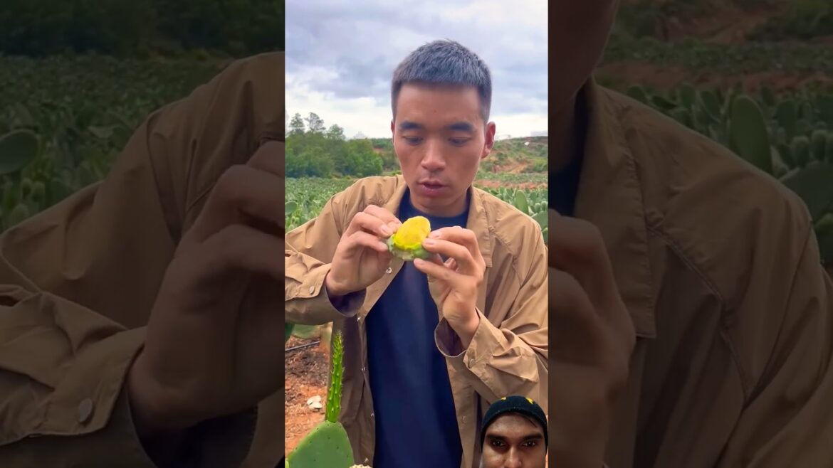I Tried Cactus Fruit Farming Techniques