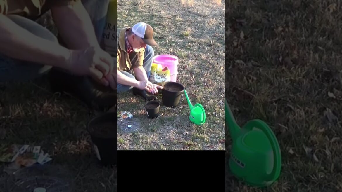 Container gardening Container gardening
