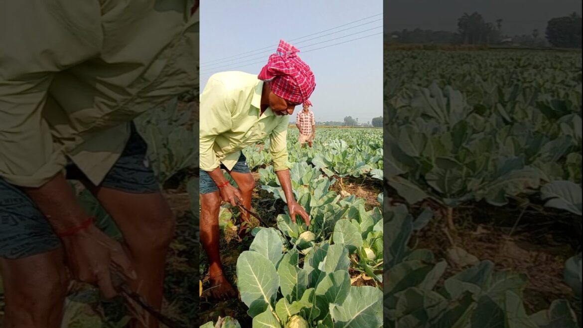 Harvesting Cauliflower Heads This Big! 🤯🥦#shorts
