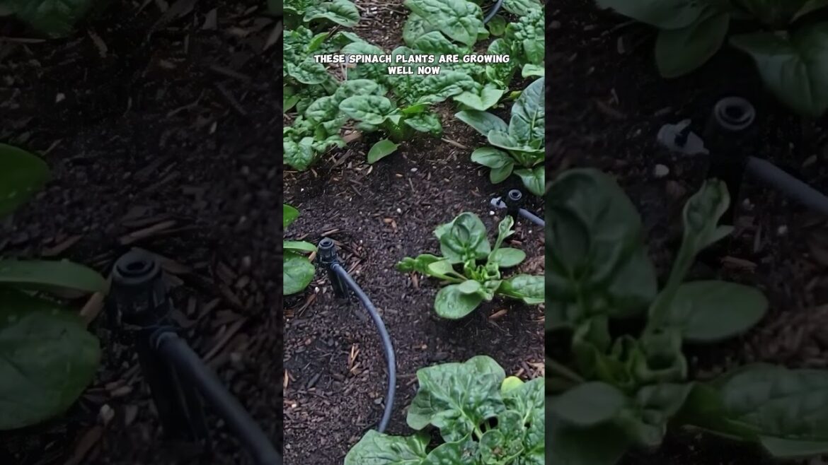 California Gardening: Raised Bed Garden Tour: Lettuce, Cabbage, Mustard, Spinach, Beets & Taro! Raised Bed Garden Tour: Lettuce, Cabbage, Mustard, Spinach, Beets & Taro!