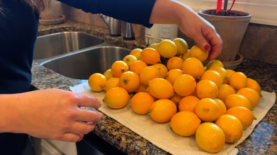 Garden Answer: Canning Lemonade Concentrate with Our Homegrown Lemons & Seedling Update! ๐๐ฑ๐ // Garden Answer Canning Lemonade Concentrate with Our Homegrown Lemons & Seedling Update! ๐๐ฑ๐ // Garden Answer