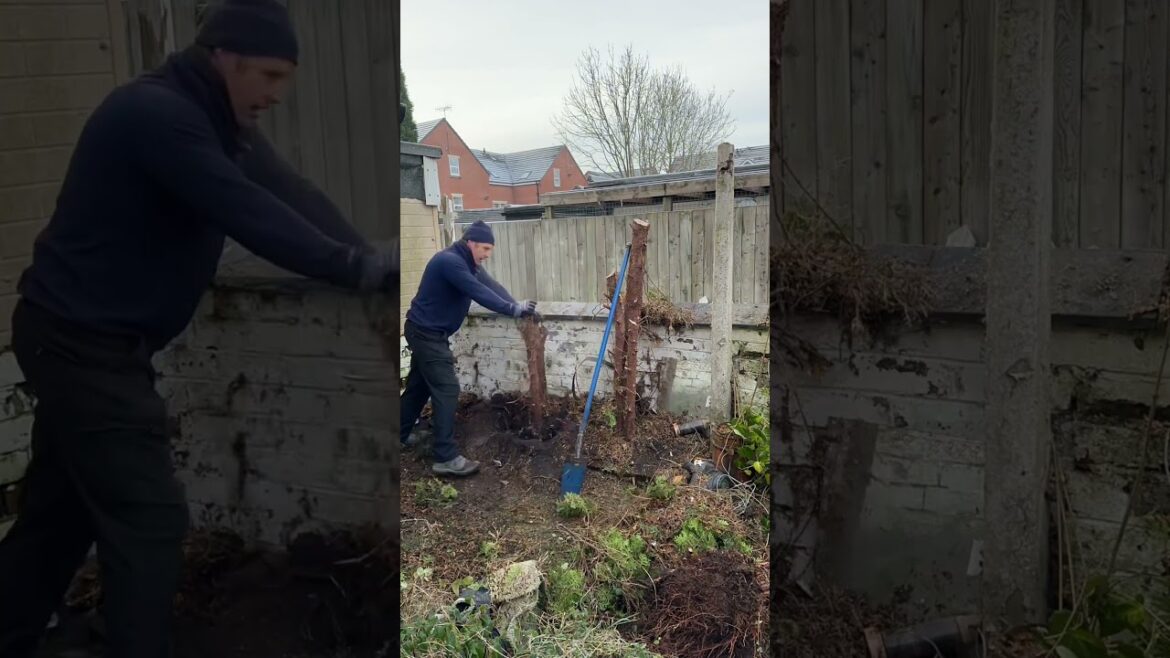 Cutting down conifers trees to create a usable space #tree #cuttingtree