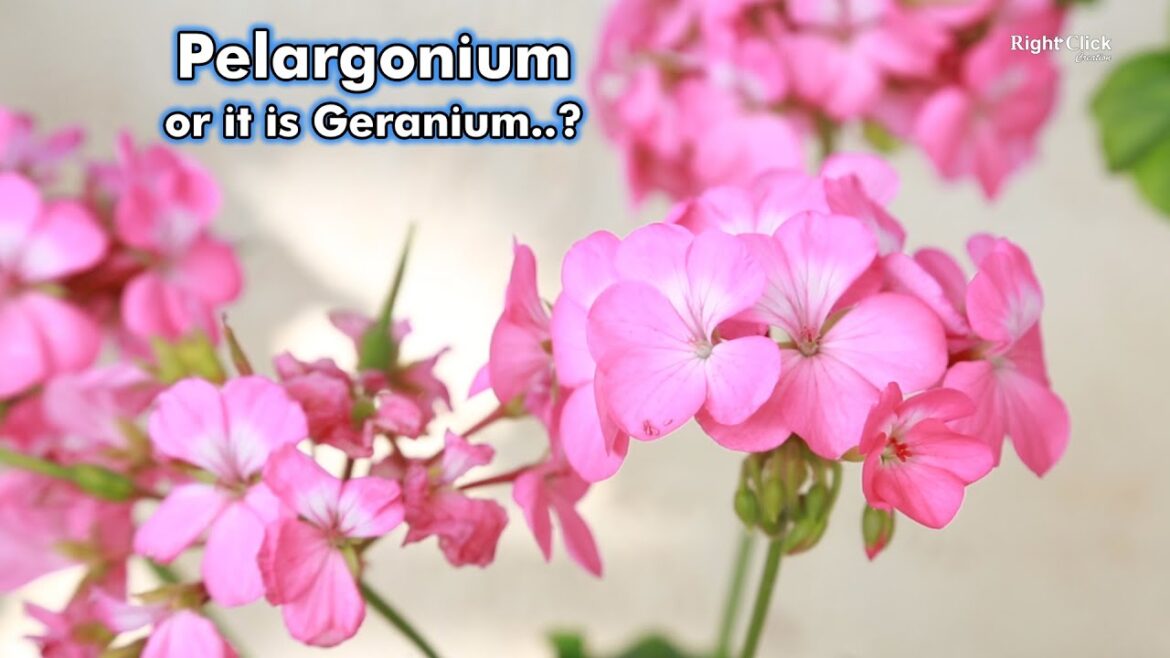 Pelargonium | Geranium Plant | Flower Plants | Gardening | Nature | Garden Plants | Pelargoniums |