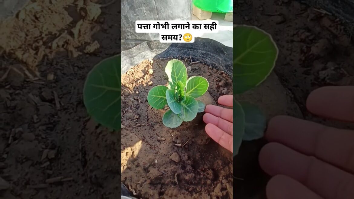 How to Grow Patta Gobhi (Cabbage) on Your Terrace for Lots of Vegetables and Regular Harvests