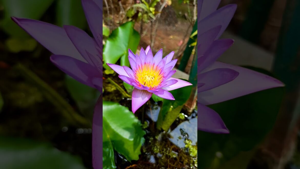 lotus flower blooms in my garden #shorts lotus flower blooms in my garden #shorts