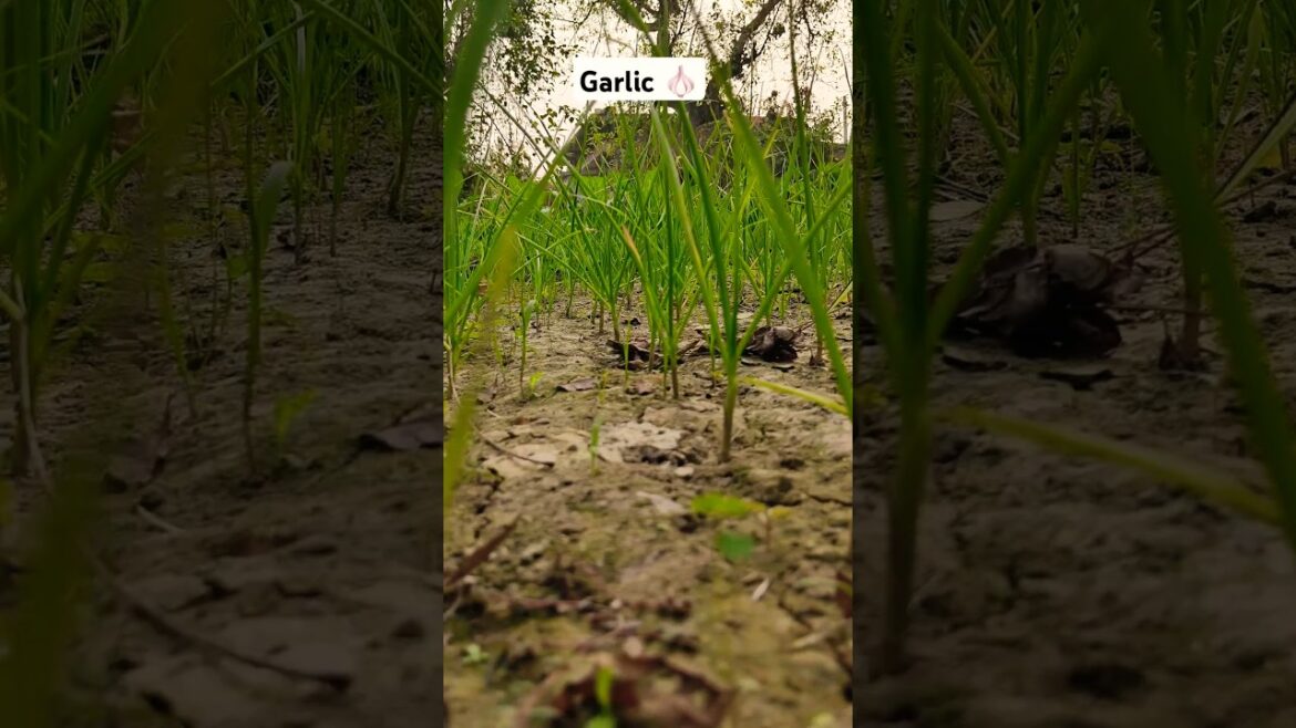 The Rise of Garlic Bollywood #viralvideo #youtubeshorts #farming #garlic #instagram The Rise of Garlic Bollywood #viralvideo #youtubeshorts #farming #garlic #instagram