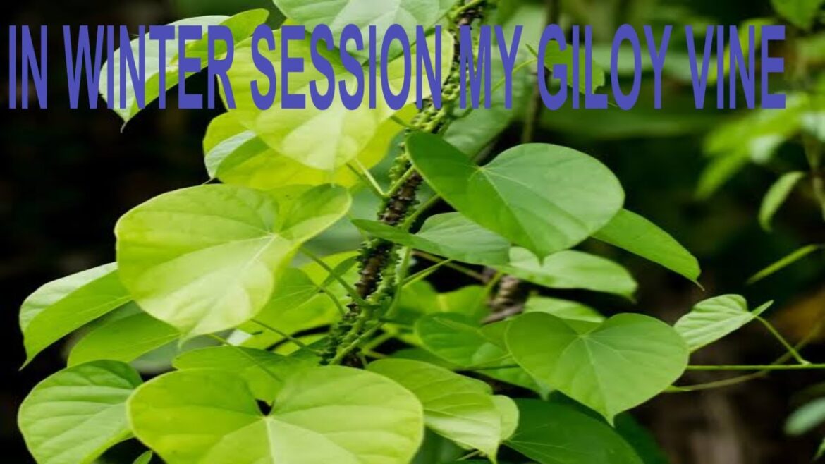 Giloy  vine plant  before  & after #nature #urbangardens #rooftopgardening Giloy  vine plant  before  & after #nature #urbangardens #rooftopgardening