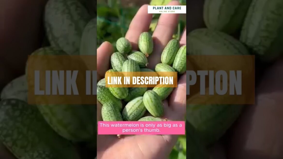 GROW Your Own ADORABLE Mini Watermelon Wonders at Home! #miniwatermelon #seeds GROW Your Own ADORABLE Mini Watermelon Wonders at Home! #miniwatermelon #seeds