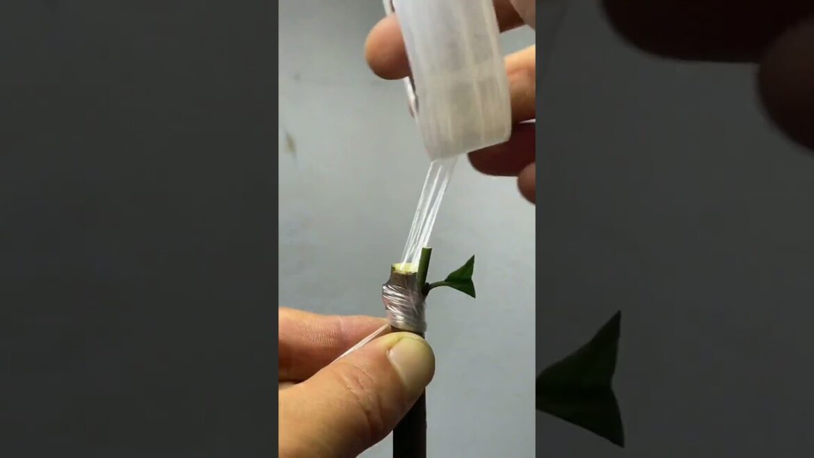 Best method and unique ideas for the grafting of fruit trees #grafting #plants #garden #tree​