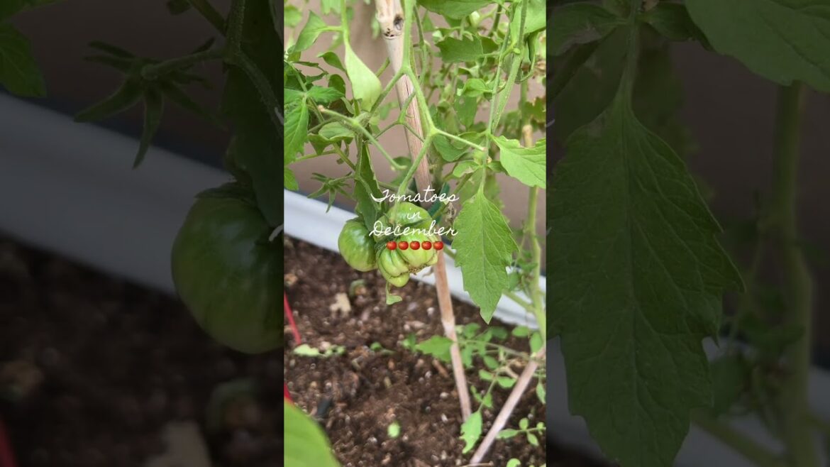 Container Gardening - Tomatoes in December