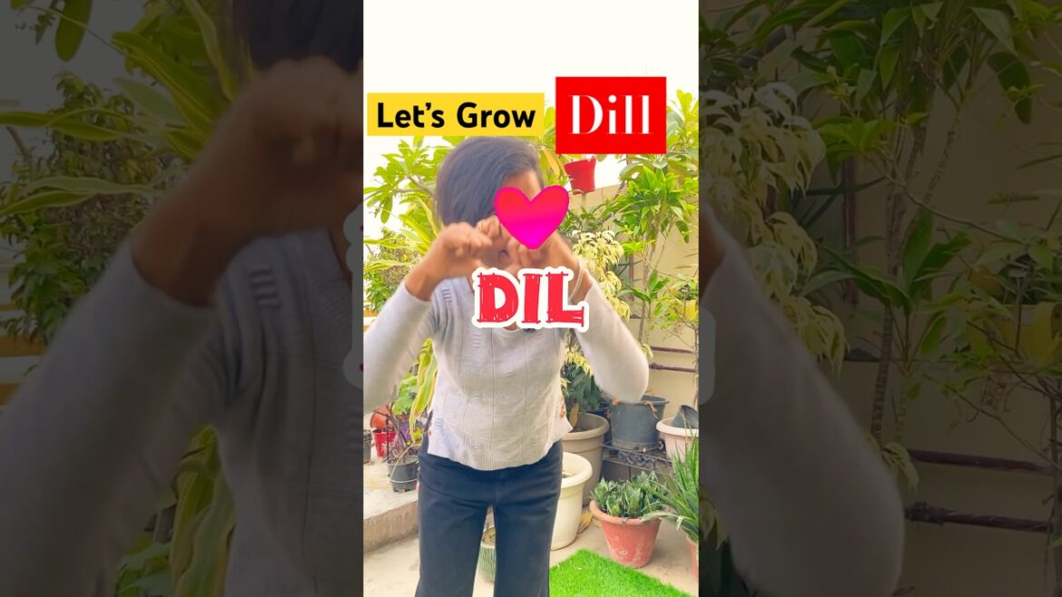 Grow Dill 🌿 #shortsvideo #shortsviral #shorts