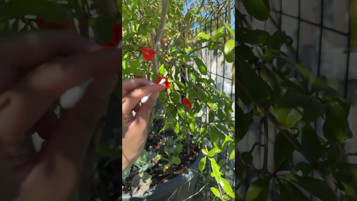 How to hand pollinate pomegranate tree #pomegranatefruit #handpollination #gardening #organic #fruit