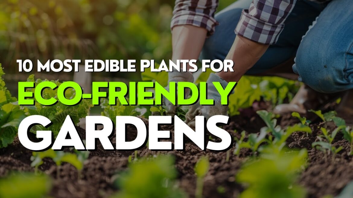 10 Most Popular Edible Plants for Eco Friendly Gardens 10 Most Popular Edible Plants for Eco Friendly Gardens