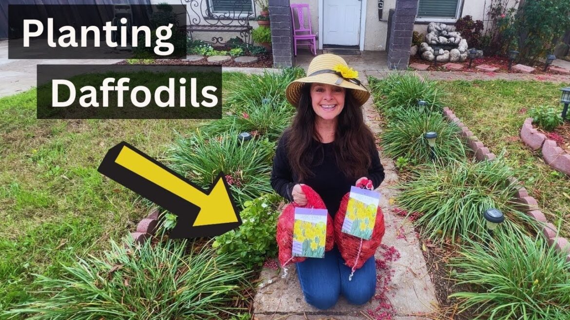 Planting Daffodil Bulbs! (Helpful Tips) Planting Daffodil Bulbs! (Helpful Tips)