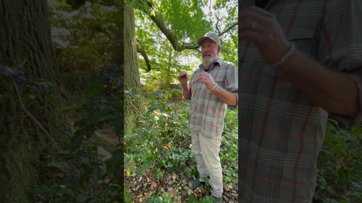 Garden Stories - Mahonia Berries