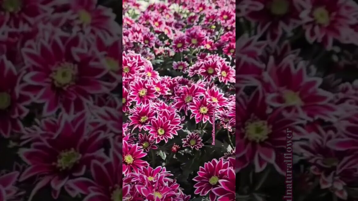 Natural flowers#flowers #beautifulflowers #nature #roseflowergarden #flower #garden#plants#plant#1m