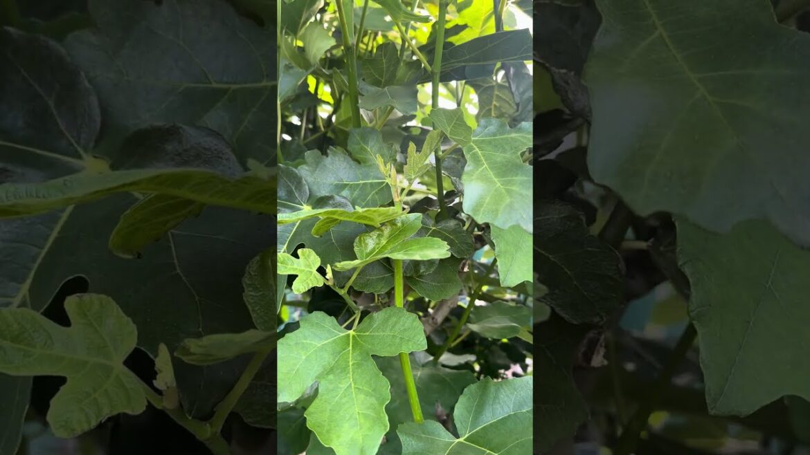 Beautiful - Fig Tree leaves, waiting for the fruit | #nature #plants #flowers
