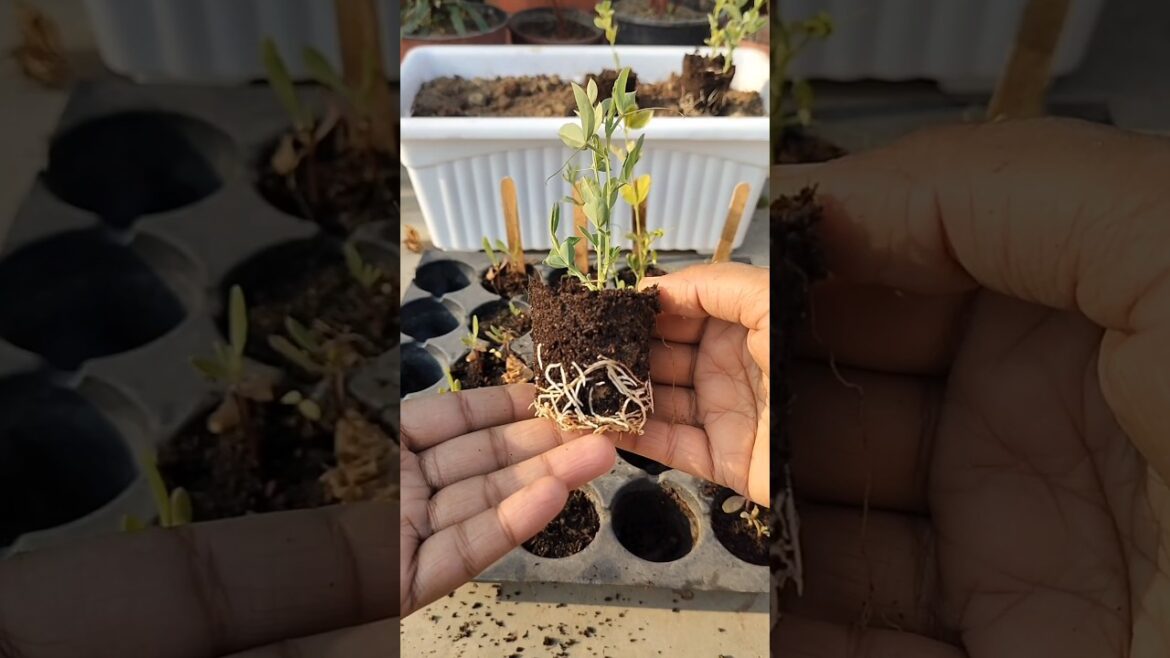 Repotting Sweet Pea Saplings #gardening #plants #seeds