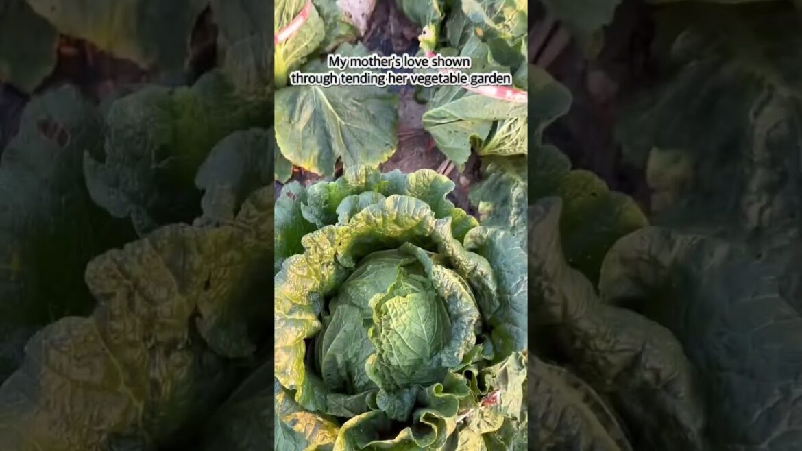 My Mom’s Vegetable Garden in My Hometown