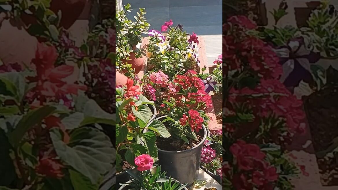 Winter Flowers: How to Care For & Overwinter Them Winter Flowers: How to Care For & Overwinter Them