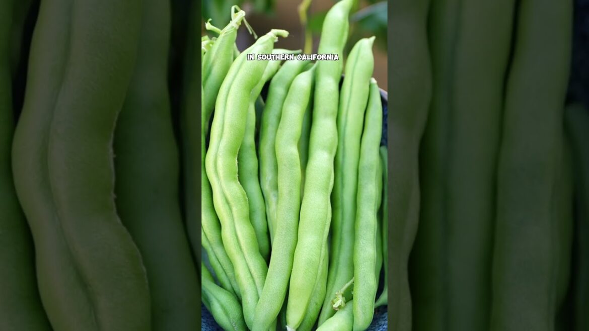 Grow Mild Winter Veggies: Pole Beans, Chayote & Ivy Gourds!
