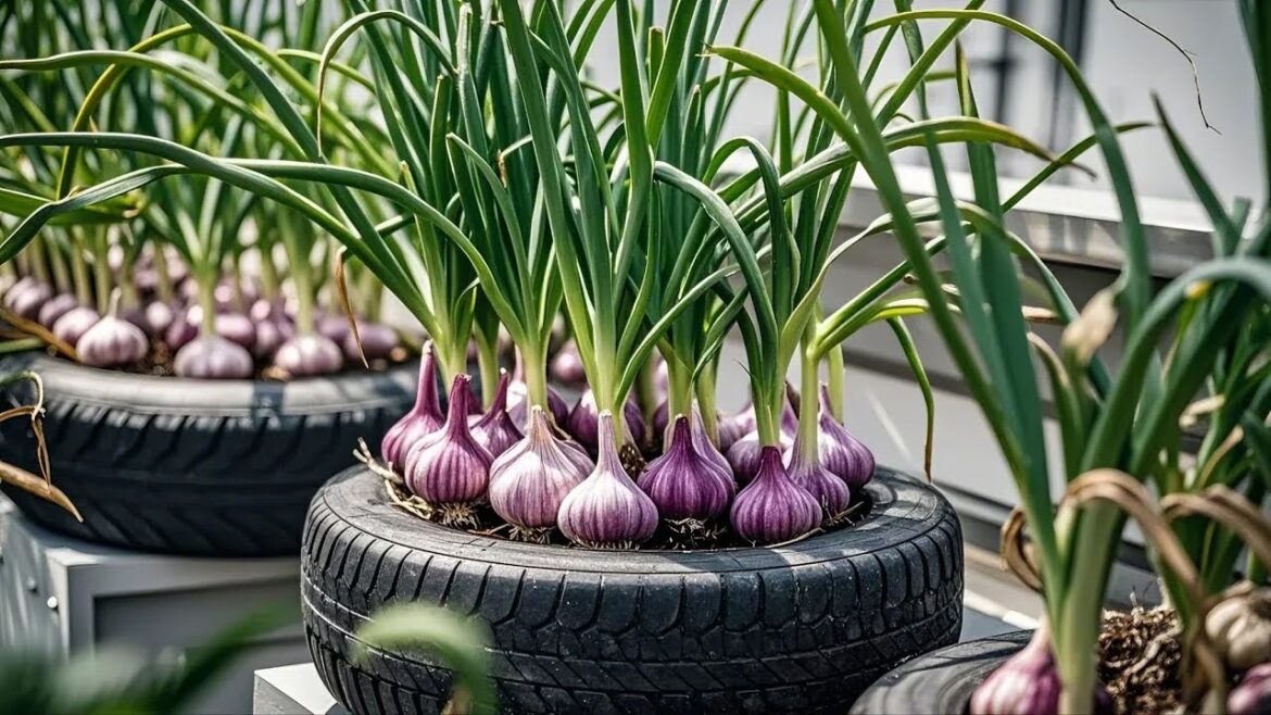 Vegetable Gardening on a Balcony: Tips for Maximum Yield in Limited Space