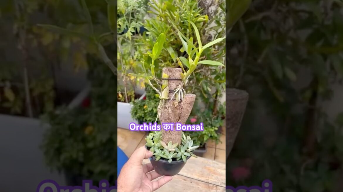 Orchids का Bonsai #Shorts#ytshorts #youtubeshorts #tamu garden tips #music Orchids का Bonsai #Shorts#ytshorts #youtubeshorts #tamu garden tips #music