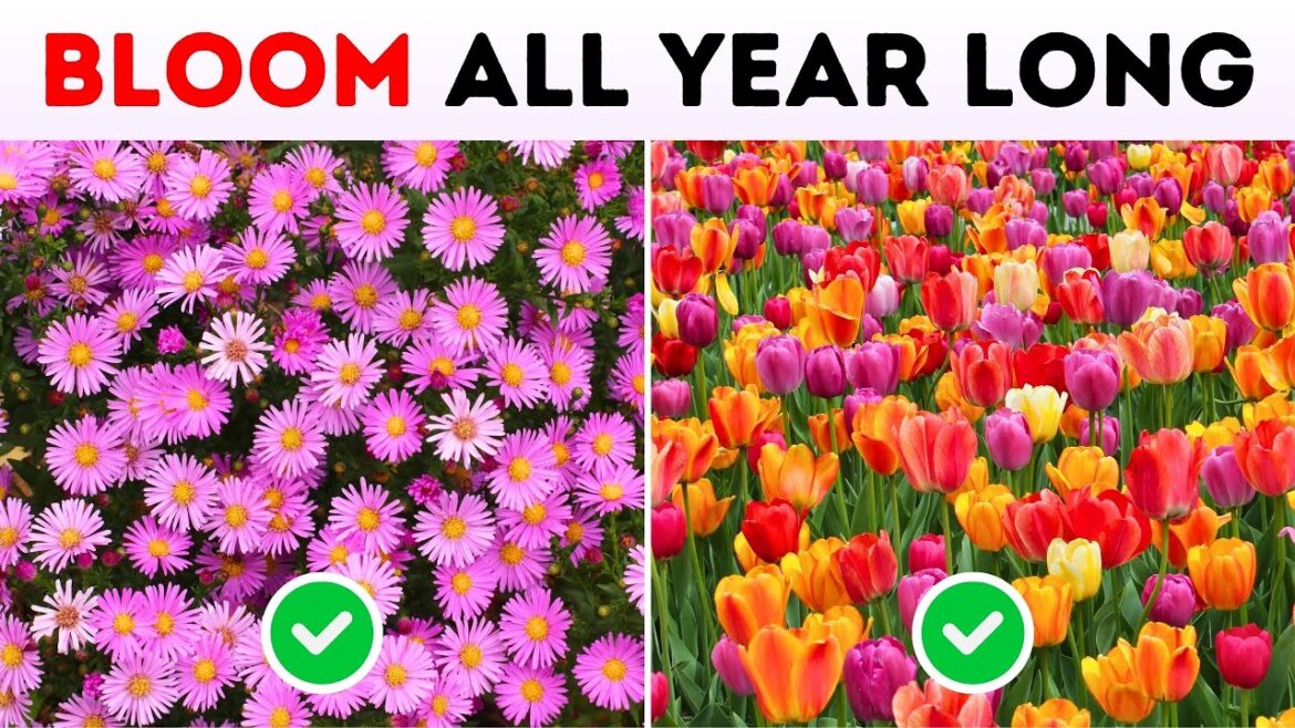 15 Blooming Perennials for Every Season—Say GOODBYE to Dull Seasons! ✨ 15 Blooming Perennials for Every Season—Say GOODBYE to Dull Seasons! ✨