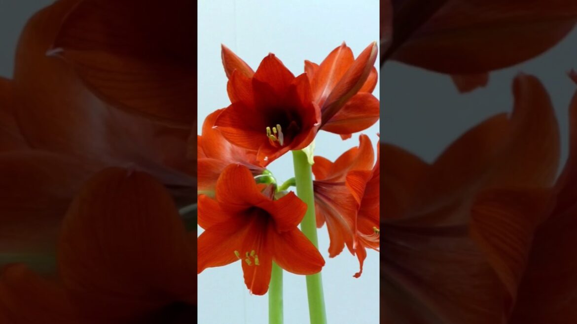 அமரில்லிஸ் லில்லி Repotting |Amaryllis Lilly repotting! 🌸 #garden #terracegarden #gardening #flowers