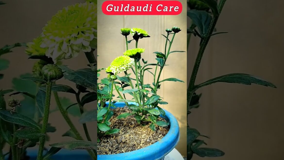 Tips For Guldaudi Plant | How To Care Guldaudi Plant #shortvideos #gardening #shorts #garden Tips For Guldaudi Plant | How To Care Guldaudi Plant #shortvideos #gardening #shorts #garden