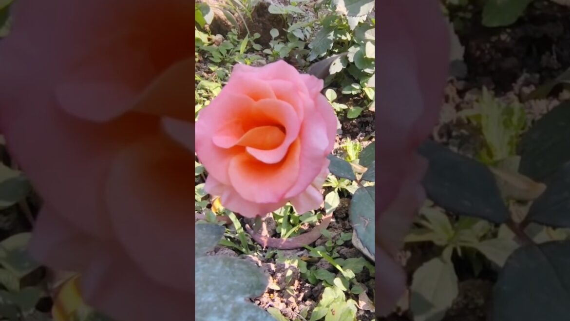 Rose beauty 😍 #love #flowers #shorts #viralshort #rose