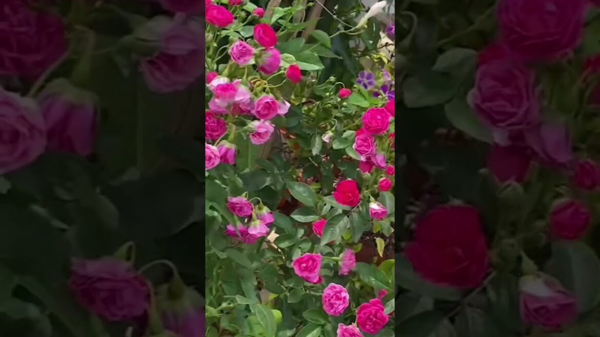 #flowers #nature #flowertypes #roseflowergarden #love #naturesgarden #flower #beautifulnature #rose