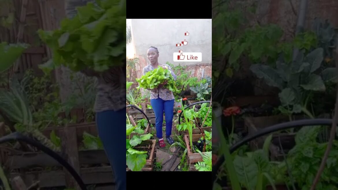 “Small Space | Big Harvest: Daily Veggie Picks”#seo "Small Space | Big Harvest: Daily Veggie Picks"#seo