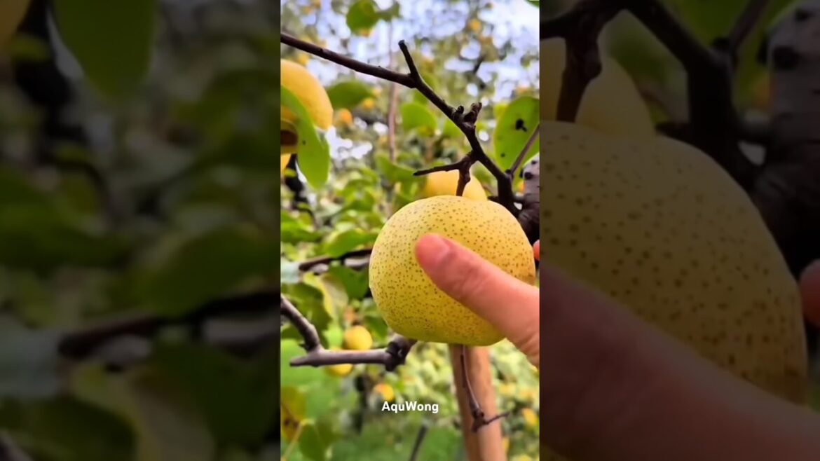 PICKING Fresh Fruit in My Backyard Garden! PICKING Fresh Fruit in My Backyard Garden!