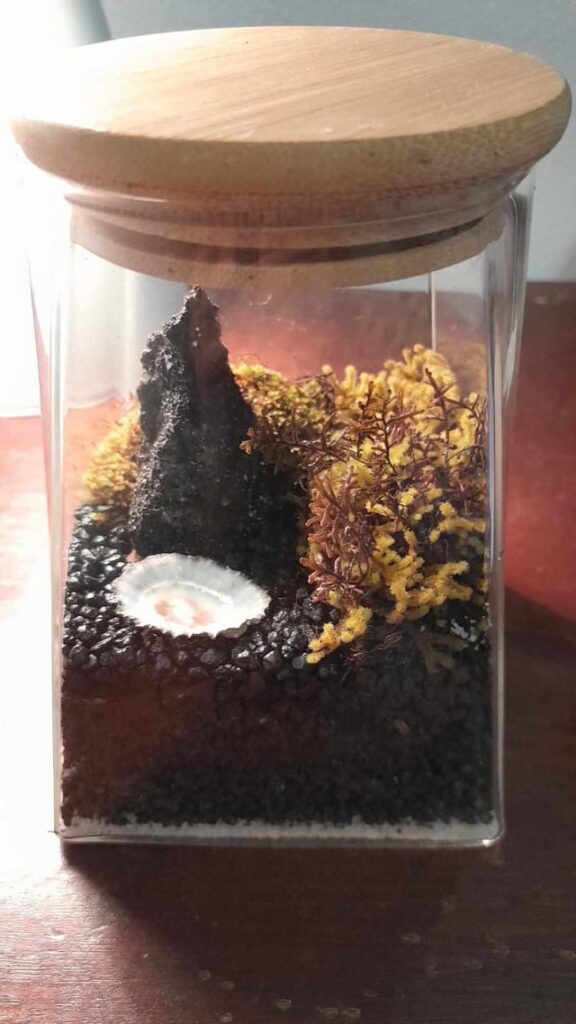 First attempts at four Mossarium in small glass jar for gifts