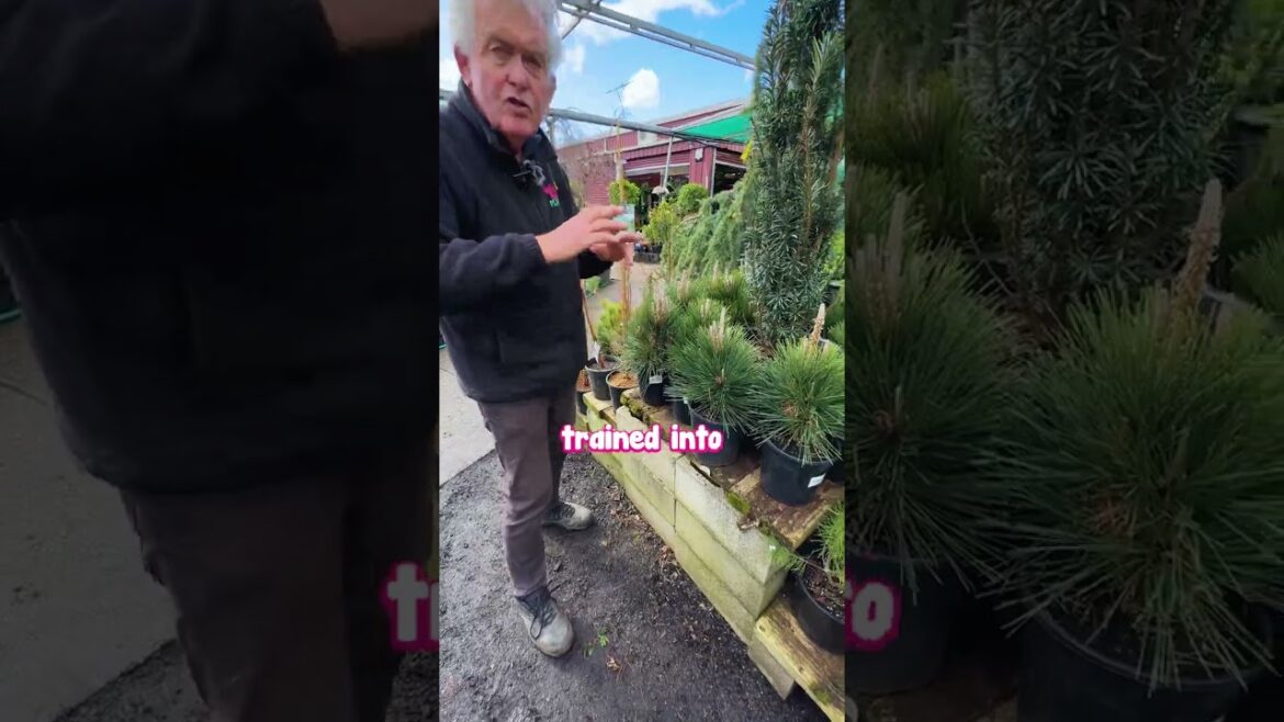 Discover the Majestic Beauty of the Japanese Black Pine!