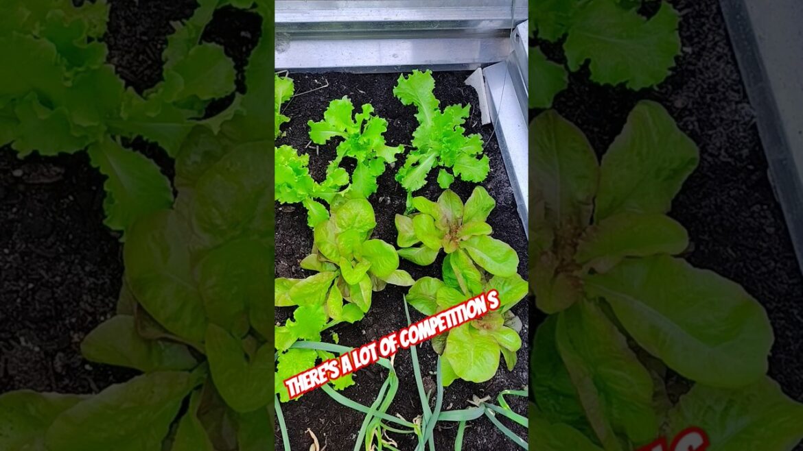 Time will Tell: salad on the Plate #food #diygardening  #creator  #frugal living #usa