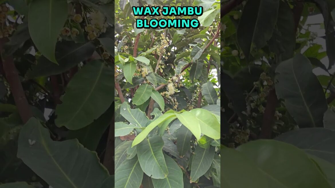 Wax jambu (wax apple, Java apple) tree is blooming #waxjambu #javaapple #waxapple #floweringtree Wax jambu (wax apple, Java apple) tree is blooming #waxjambu #javaapple #waxapple #floweringtree