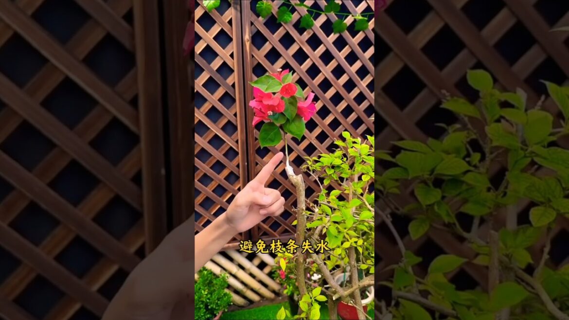 Bougainvillea crafting #shirts #bougainvillea #plants #flowers